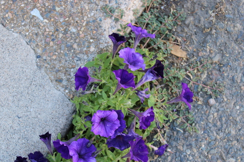 Petunia × atkinsiana (garden petunia) (alternate view 10)