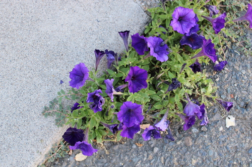 Petunia × atkinsiana (garden petunia) (alternate view 9)