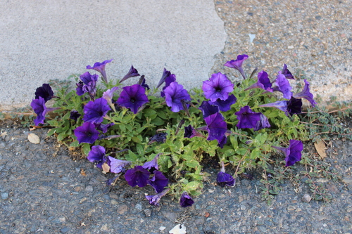 Petunia × atkinsiana (garden petunia) (alternate view 7)