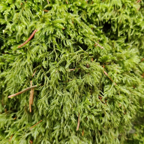 Pseudisothecium myosuroides (Mouse-tail Moss)
