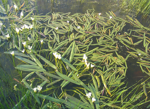 Aponogeton distachyos (alternate view 4)