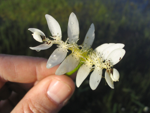 Aponogeton distachyos (alternate view 5)