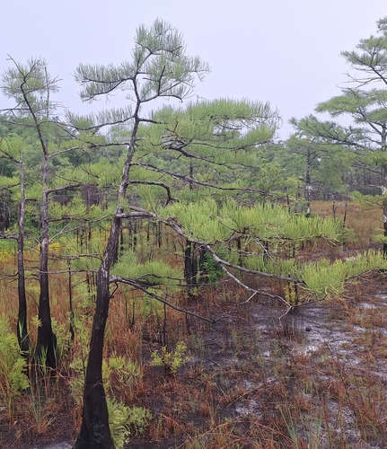 Taxodium ascendens (pondcypress) (alternate view 2)