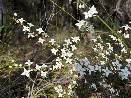 Boronia ledifolia (Sydney Boronia)