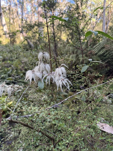 Clematis aristata (Australian Clematis) (alternate view 5)