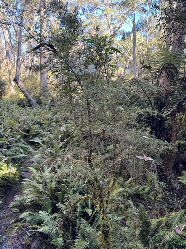 Clematis aristata (Australian Clematis) (alternate view 6)