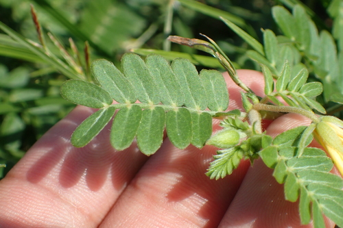 Tribulus (Devil Thorns) (alternate view 6)