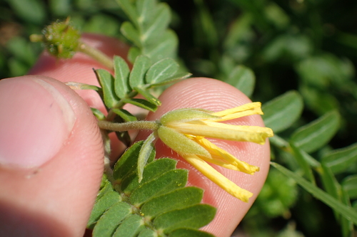 Tribulus (Devil Thorns) (alternate view 7)