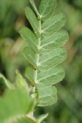 Tribulus (Devil Thorns) (alternate view 9)