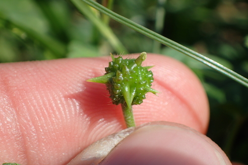 Tribulus (Devil Thorns) (alternate view 5)