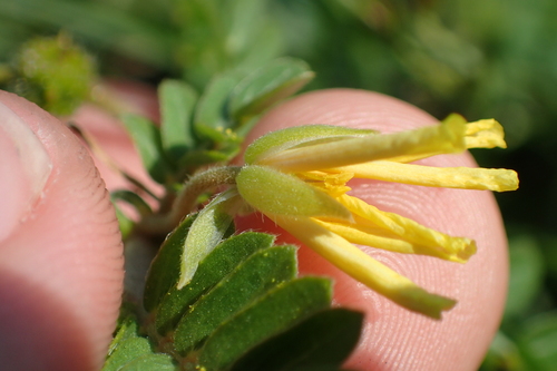 Tribulus (Devil Thorns) (alternate view 8)