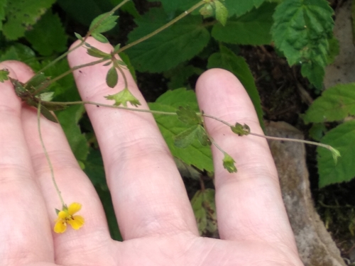 Potentilla anglica (English cinquefoil) (alternate view 2)
