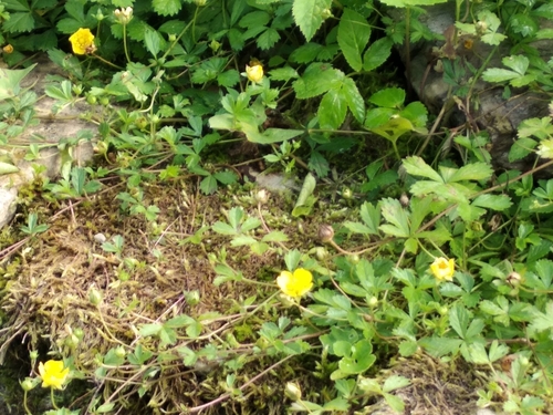 Potentilla anglica (English cinquefoil) (alternate view 3)