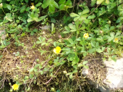 Potentilla anglica (English cinquefoil) (alternate view 4)