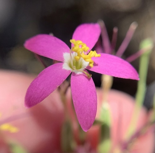 Zeltnera venusta (California Centaury) (alternate view 5)