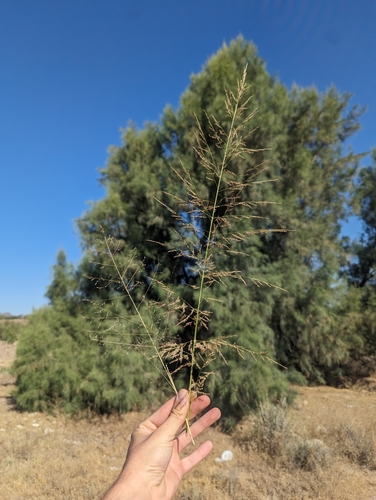 Sporobolus (dropseeds, cordgrasses, and sandreeds) (alternate view 9)