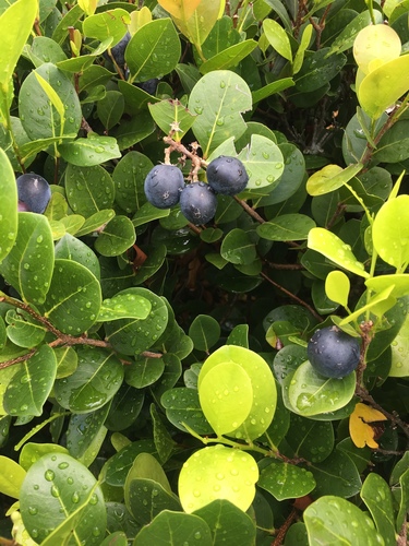 Chrysobalanus icaco (Cocoplum)
