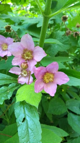 Rubus odoratus (purple-flowered raspberry)