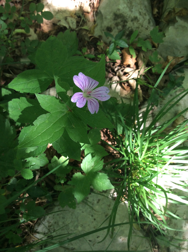 Geranium nodosum (alternate view 8)