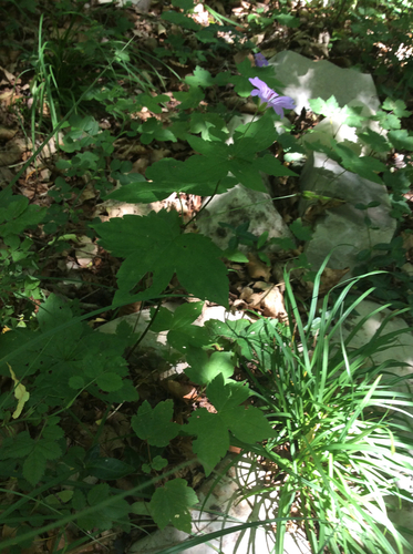 Geranium nodosum (alternate view 7)