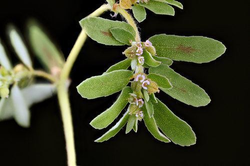 Euphorbia maculata (Spotted spurge)