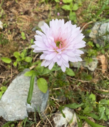 Erigeron glacialis (Subalpine Fleabane)