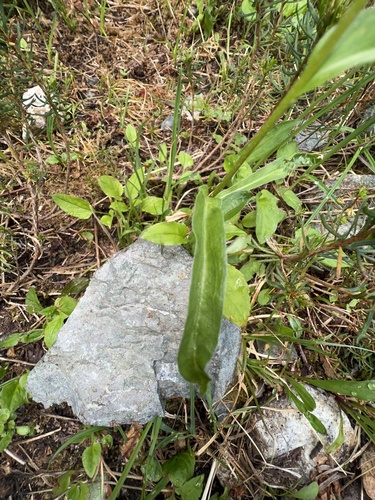 Erigeron glacialis (Subalpine Fleabane) (alternate view 3)