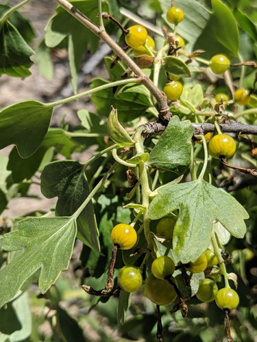 Ribes aureum (Golden Currant) (alternate view 4)