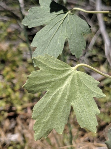 Ribes aureum (Golden Currant) (alternate view 5)