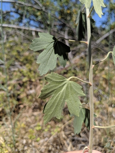 Ribes aureum (Golden Currant) (alternate view 6)