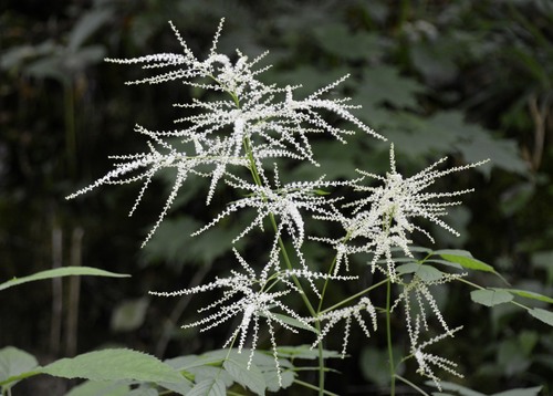 Aruncus dioicus (goatsbeard)
