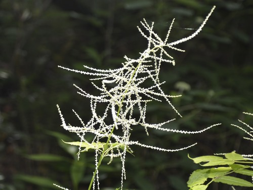 Aruncus dioicus (goatsbeard) (alternate view 2)