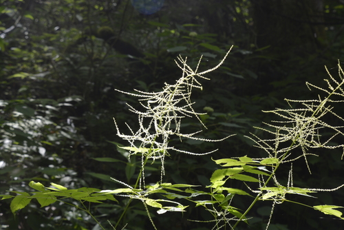 Aruncus dioicus (goatsbeard) (alternate view 3)