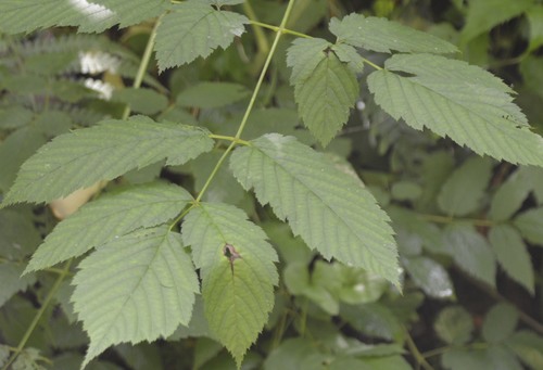 Aruncus dioicus (goatsbeard) (alternate view 4)