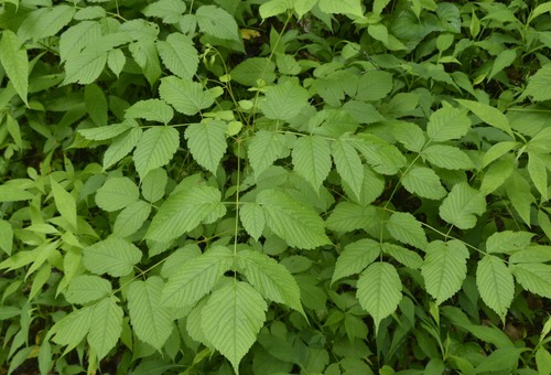 Aruncus dioicus (goatsbeard) (alternate view 5)