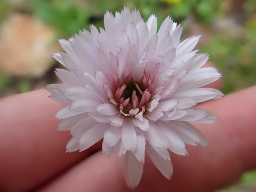 Erigeron glacialis (Subalpine Fleabane) (alternate view 4)