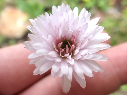 Erigeron glacialis (Subalpine Fleabane) (alternate view 2)