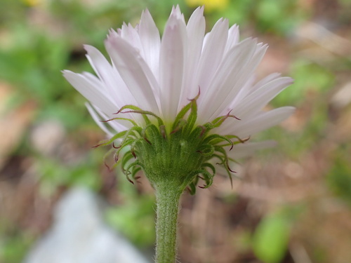 Erigeron glacialis (Subalpine Fleabane) (alternate view 5)