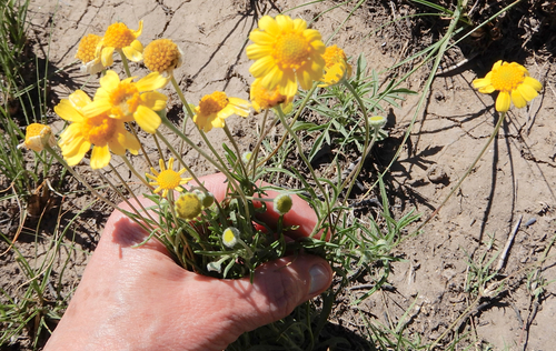 Tetraneuris linearifolia (Fineleaf Four-nerved Daisy)