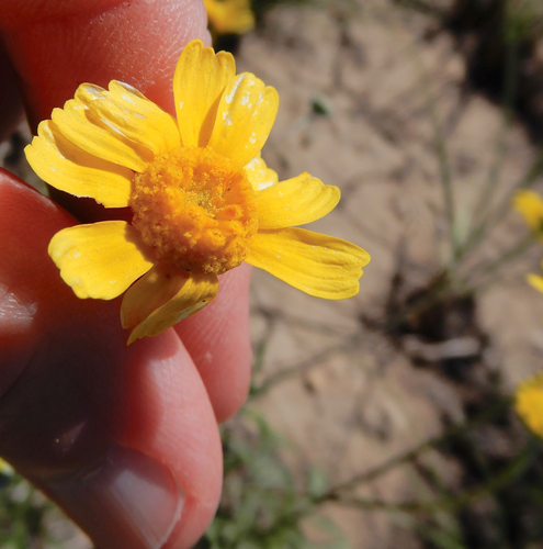 Tetraneuris linearifolia (Fineleaf Four-nerved Daisy) (alternate view 2)