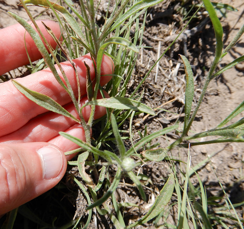 Tetraneuris linearifolia (Fineleaf Four-nerved Daisy) (alternate view 3)