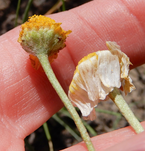 Tetraneuris linearifolia (Fineleaf Four-nerved Daisy) (alternate view 5)