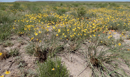 Tetraneuris linearifolia (Fineleaf Four-nerved Daisy) (alternate view 4)