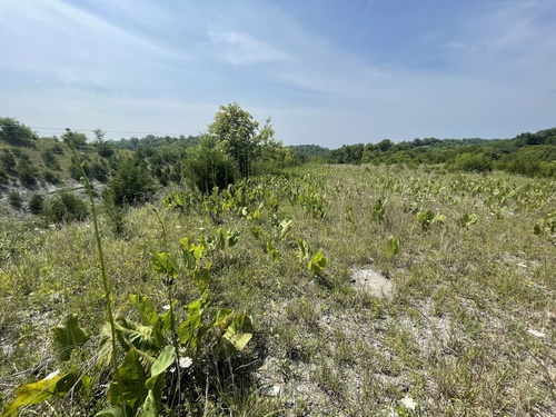 Silphium terebinthinaceum (prairie dock) (alternate view 8)