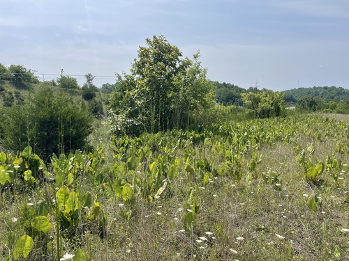 Silphium terebinthinaceum (prairie dock) (alternate view 7)