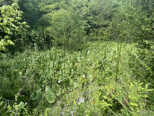 Silphium terebinthinaceum (prairie dock) (alternate view 10)