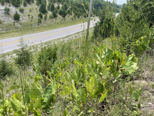 Silphium terebinthinaceum (prairie dock) (alternate view 6)