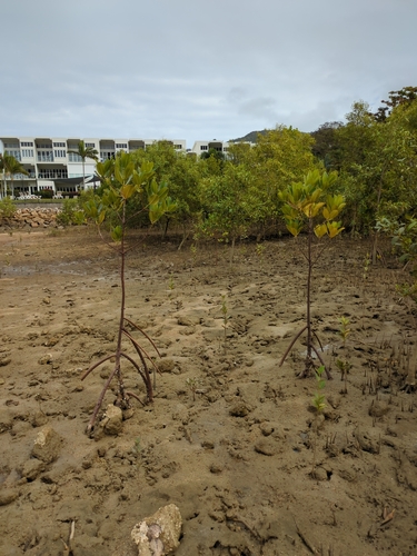 Rhizophora stylosa (spotted mangrove)