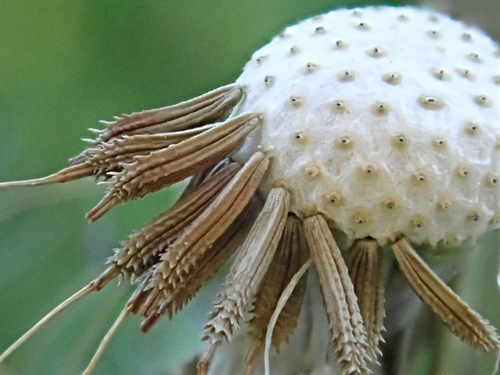 Taraxacum officinale (Dandelion Greens)