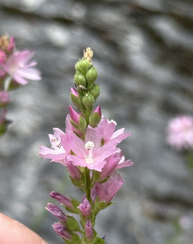 Sidalcea oregana (Oregon Checker-Mallow) (alternate view 4)